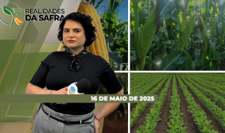 Realidades da Safra - Notícias Agrícolas