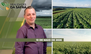Realidades da Safra - Notícias Agrícolas