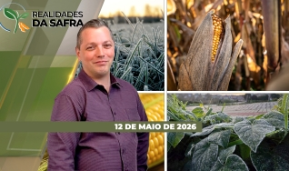 Realidades da Safra - Notícias Agrícolas