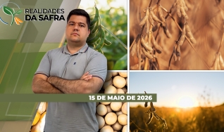 Realidades da Safra - Notícias Agrícolas