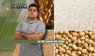 Realidades da Safra - Notícias Agrícolas