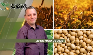 Realidades da Safra - Notícias Agrícolas