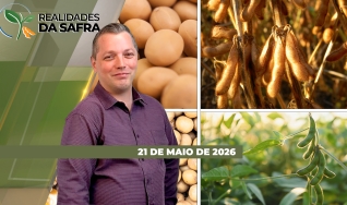 Realidades da Safra - Notícias Agrícolas