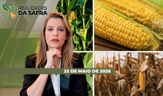 Realidades da Safra - Notícias Agrícolas