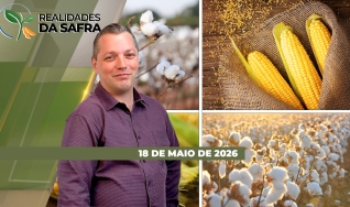 Realidades da Safra - Notícias Agrícolas