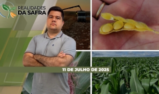 Realidades da Safra - Notícias Agrícolas