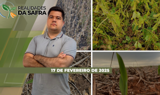 Realidades da Safra - Notícias Agrícolas