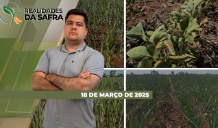 Realidades da Safra - Notícias Agrícolas