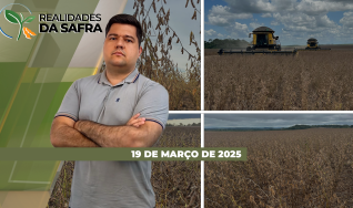 Realidades da Safra - Notícias Agrícolas
