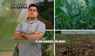 Realidades da Safra - Notícias Agrícolas