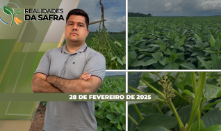 Realidades da Safra - Notícias Agrícolas