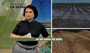 Realidades da Safra - Notícias Agrícolas