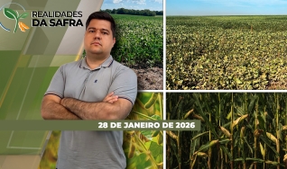 Realidades da Safra - Notícias Agrícolas