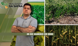 Realidades da Safra - Notícias Agrícolas