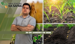 Realidades da Safra - Notícias Agrícolas