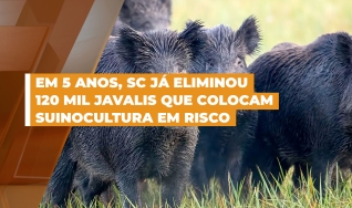 Valdir Colatto - Secretário de Agricultura de Santa Catarina