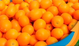 Ibiapaba Netto - Diretor Executivo CitrusBR