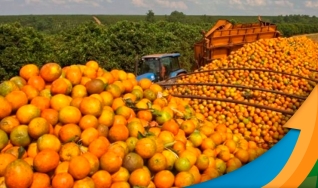 Marisson Marinho - Sup. de Estudos Agroalimentares e da Sociobiodiversidade da Conab
