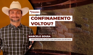 Marcelo Sousa - Especialista em lucro com engorda de bovinos