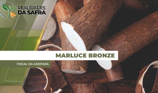 Marluce Bronze - Fiscal da Adepará