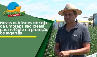 Rogério Borges - Analista da Embrapa Soja