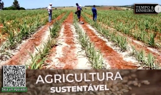 Éder Martins da Embrapa aponta crescimento do uso do Pó de Rocha na agricultura