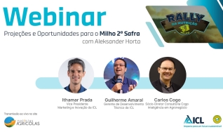 ICL - Cenário e Projeções para o Milho 2º Safra