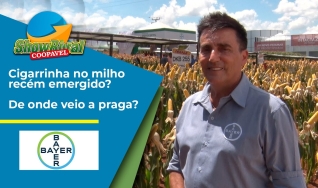 Paulo Garollo - Especialista em cultura do milho da Bayer