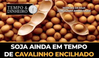 Soja ainda em tempo de cavalinho encilhado