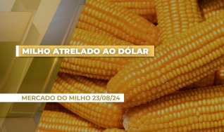 Roberto Carlos Rafael - Germinar Corretora