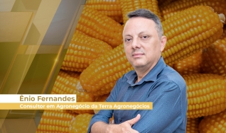 Ênio Fernandes - Consultor em Agronegócio da Terra Agronegócios