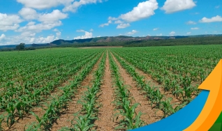 Ionaldo Morais Vilela - Produtor Rural na região de Mineiros/GO