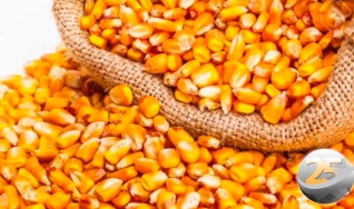 Nivaldo Forastieri - Produtor Rural e Diretor da Foraster Agro