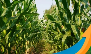 Mário Teixeira Marinho Neto - Produtor Rural na Região de Itambaracá/PR