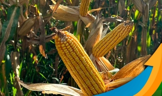 Marcílio Fernandes Marangoni - Engenheiro Agrônomo de Darcinópolis - TO