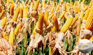 Safrinha de milho em Cascavel-PR deve ter médio de produtividade entre 120 a 130 sc/ha