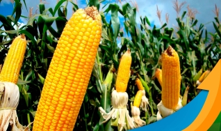 Stefan Podsclan - Consultor de Grãos e Projetos na Agrifatto