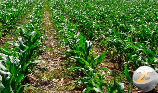 Vilson Brusamarello - Produtor Rural e Consultor em Agronegócio