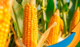 Alê Delara - Sócio Diretor da Pine Agronegócios