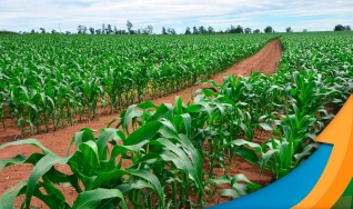 Adão de Pauli - Diretor do Sindicato Rural de Londrina/PR