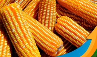 Ênio Fernandes - Consultor em Agronegócio da Terra Agronegócios