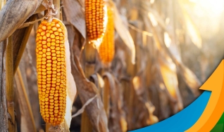 Stefan Podsclan - Consultor de Grãos e Projetos na Agrifatto
