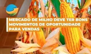 Ronaldo Fernandes - Analista de Mercado Royal Rural