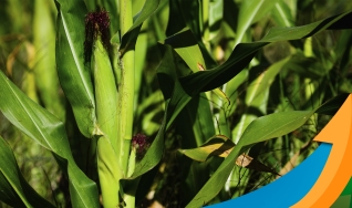 Nivaldo Forastieri - Produtor Rural e Diretor da Foraster Agro