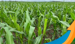 Marcílio Fernandes Marangoni - Engenheiro Agrônomo de Darcinópolis - TO