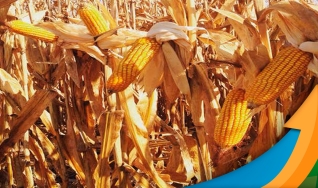 Colheita do milho passa da metade em Amambai/MS e produtividades estão 60% menores