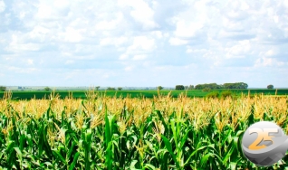 Marcus Vinicius Brasileiro - Engenheiro Agrônomo  da Aiba