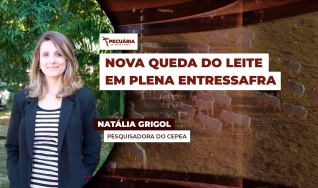 Natália Grigol - Pesquisadora do Cepea