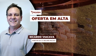 Ricardo Viacava - Diretor da CV Nelore Mocho