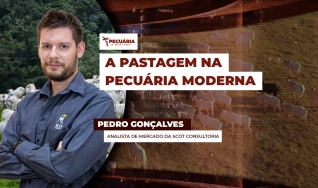 Pedro Gonçalves - Analista de Mercado da Scot Consultoria
